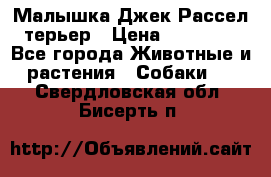 Малышка Джек Рассел терьер › Цена ­ 40 000 - Все города Животные и растения » Собаки   . Свердловская обл.,Бисерть п.